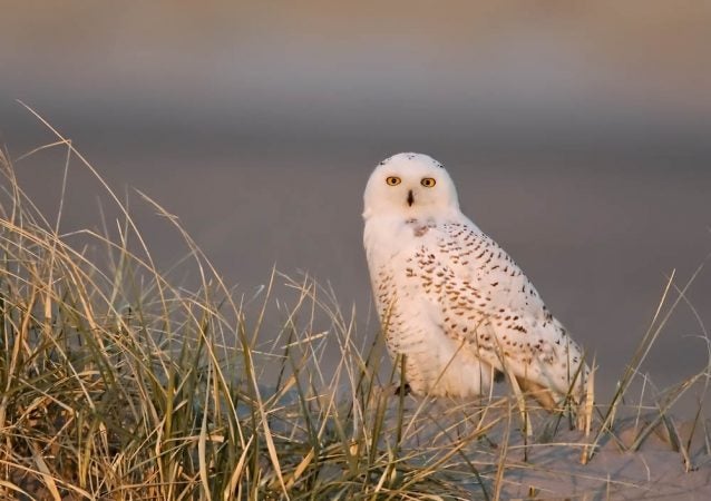 Snowy owl at Stone Harbor, N.J. (Photo by Kevin Karlson)