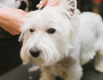 A dog at grooming service. (Big Stock photo)