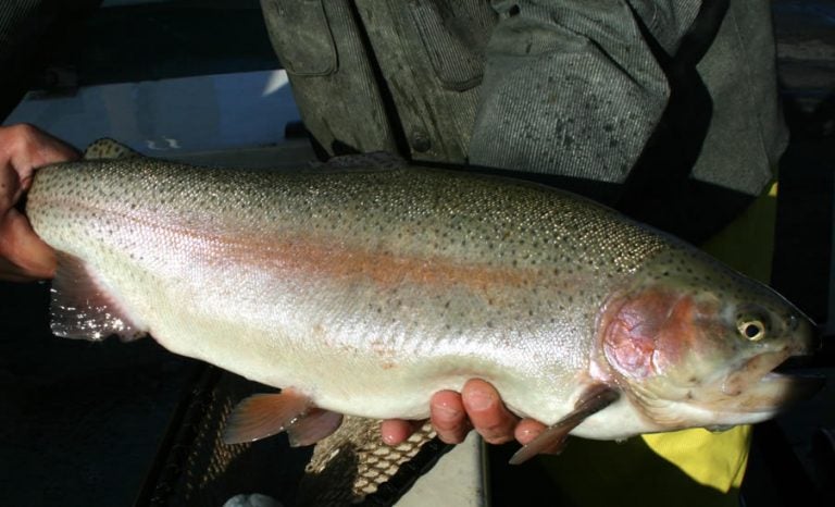 A broodstock trout.  (NJDEP photo)