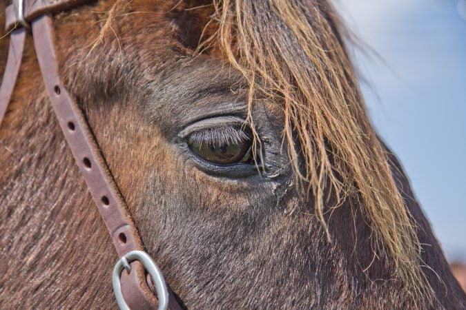 The Bay is the flag carrier during the Cowtown Rodeos. (Kimberly Paynter/WHYY)