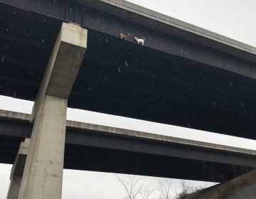 See that little brown critter and that little white critter? They're goats stuck on a bridge in western Pennsylvania. The white goat is facing in the wrong direction to walk off the beam, about 100 feet high, and return to solid ground. (Todd Tilson/PA Turnpike Commission)