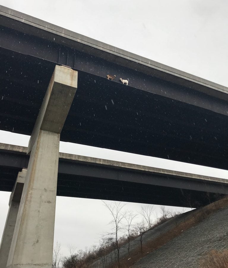 See that little brown critter and that little white critter? They're goats stuck on a bridge in western Pennsylvania. The white goat is facing in the wrong direction to walk off the beam, about 100 feet high, and return to solid ground. (Todd Tilson/PA Turnpike Commission)