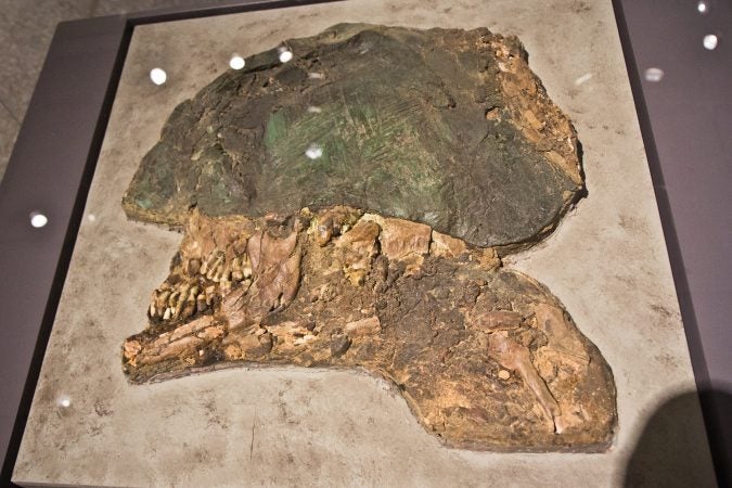 The crushed skull and helmet of a young solider who was killed by a blow to the head. (Kimberly Paynter/WHYY)