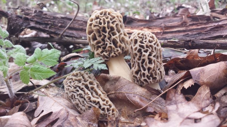 Morels growing near a dying elm tree in southeastern Ohio. (Andrea Moore)