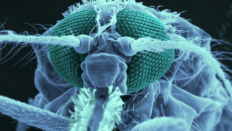 A mosquito's antenna responds to odors. Scientists are trying to figure out how the malaria parasite might trigger a change in body odor that draws in mosquitoes that carry the disease, like the Anopheles skeeter pictured above. (BSIP/UIG/Getty Images) 
