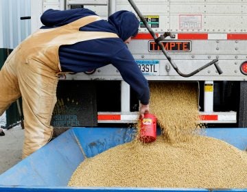 China currently buys nearly a third of the U.S. soybean crop — but the country plans to impose tariffs, in response to a Trump administration plan. Here, a worker takes a sample from a truckload of soybeans in Fargo, N.D., last December. China currently buys nearly a third of the U.S. soybean crop — but the country plans to impose tariffs, in response to a Trump administration plan. Here, a worker takes a sample from a truckload of soybeans in Fargo, N.D., last December. (Dan Koeck/Reuters)