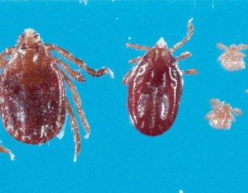 This longhorned tick was discovered on a farm in Hunterdon County, New Jersey, in November.  (Photo courtesy N.J. Department of Agriculture)