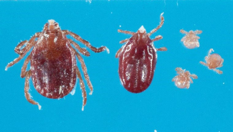 This longhorned tick was discovered on a farm in Hunterdon County, New Jersey, in November.  (Photo courtesy N.J. Department of Agriculture)