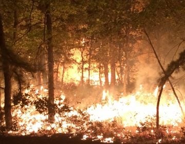 A scene from a wildfire along the border of New Jersey's Woodland and Manchester townships in Sept. 2015. (NJFFS photo)