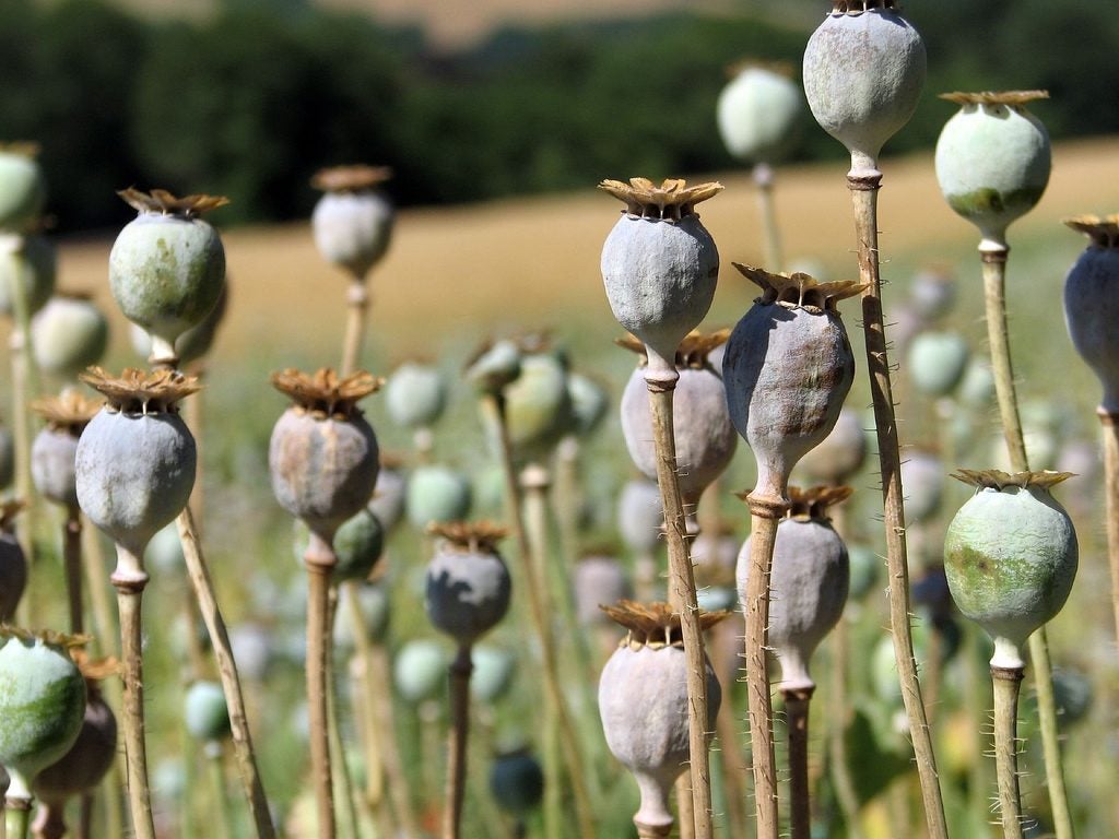 Some western medicine comes from our knowledge of plants, like how morphine is extracted from opium. 