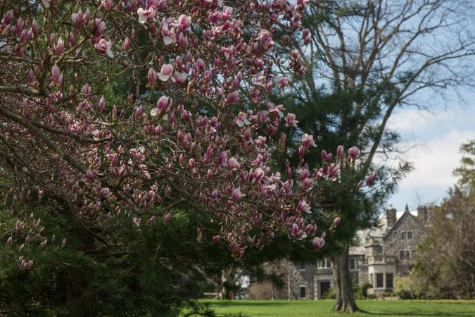 Stoneleigh Gardens is the newest preserve from Natural Lands. Formally the estate of the Haas Family, the gardens will open to the public in May 2018. (Emily Cohen for WHYY)