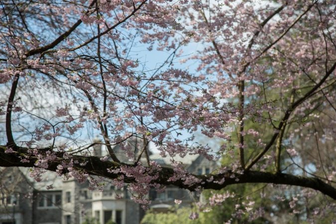 Stoneleigh Gardens is the newest preserve from Natural Lands. Formally the estate of the Haas Family, the gardens will open to the public in May 2018. (Emily Cohen for WHYY)