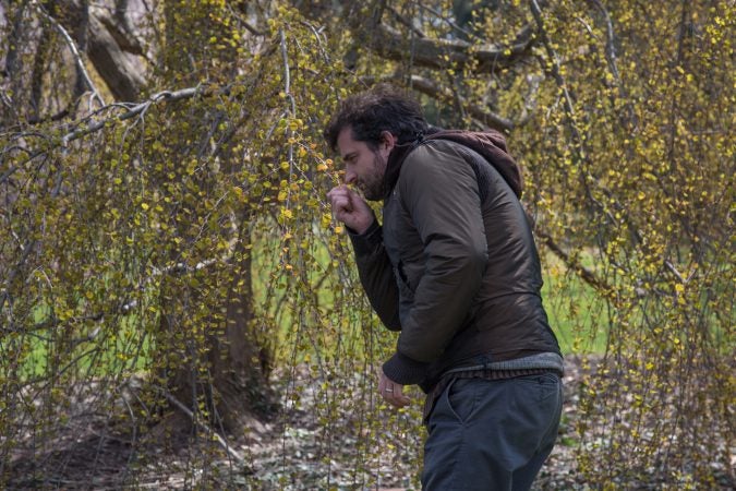 Ethan Kauffman, 43, the director of Stoneleigh, stops to see if one of the Morioka Weeping Katsura trees on the property is producing its signiture cotton candy scent yet.  (Emily Cohen for WHYY)