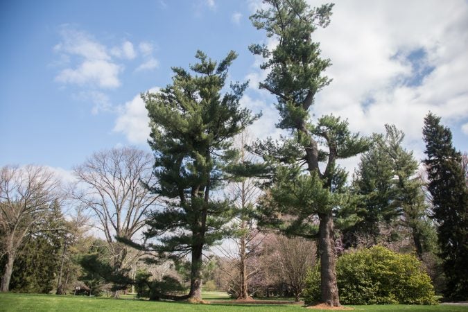 Stoneleigh Gardens is the newest preserve from Natural Lands. Formally the estate of the Haas Family, the gardens will open to the public in May 2018. (Emily Cohen for WHYY)