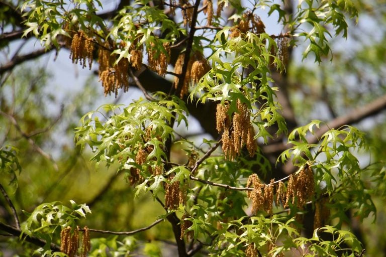 Oak tree pollen (Emma Lee/WHYY News) 