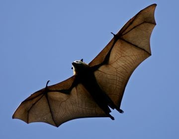 In this April 1, 2005 file photo, a flying fox soars above the trees. It is the world's largest species of fruit bat, also know as the flying fox  (Mark Baker/AP Photo, File)