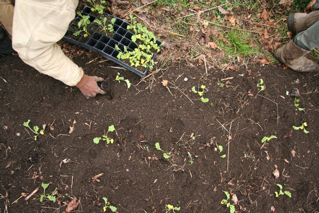 Chris Bolden-Newsome doesn't remove all the weeds and remains of last year's crop before planting new seedlings. (Alan Yu/WHYY)