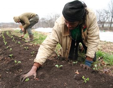 Chris Bolden-Newsome puts new seedlings into a row. (Alan Yu/WHYY)