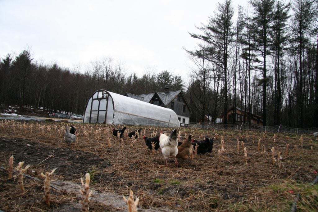 The chickens on Soul Fire Farm are free to go outside and fertilize the fields with their manure. (Alan Yu/WHYY)