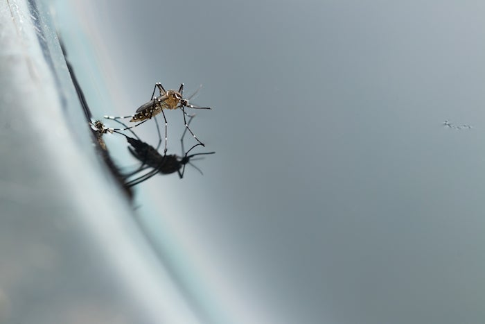 Special Report: Moderating Menacing Mosquitoes