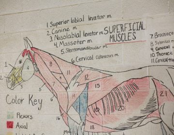 Teaching diagrams line the walls of the riding arena at Midway University. (Noah Adams/NPR)