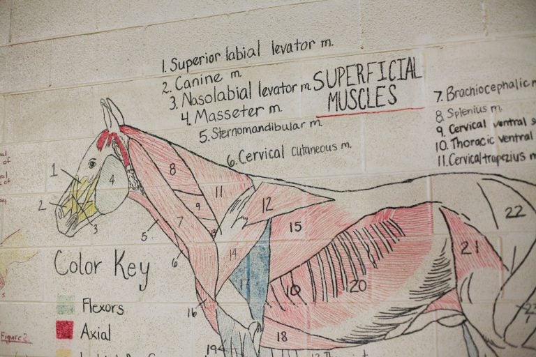 Teaching diagrams line the walls of the riding arena at Midway University. (Noah Adams/NPR)