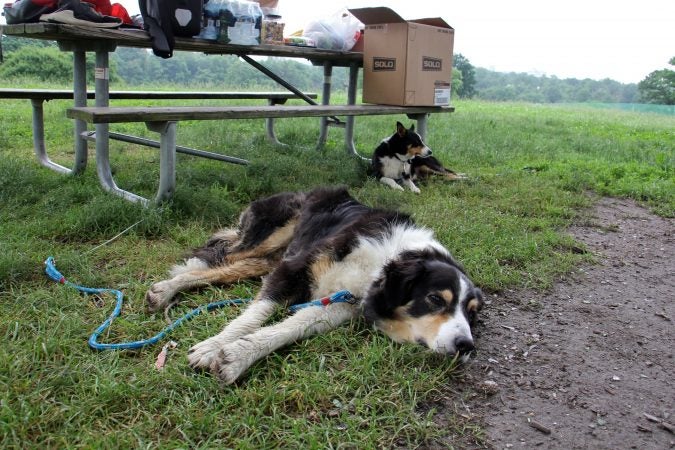 Border collies Monk and Lala rest in the shade while waiting to perform. (Emma Lee/WHYY)