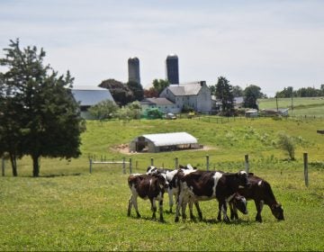 Cows graze at the Cedar Dreams farm in Peach Bottom, Pa. (Kimberly Paynter/WHYY)