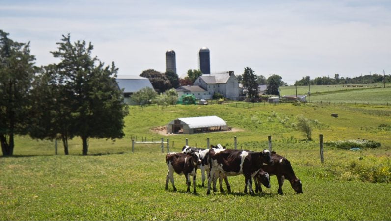 Cows graze at the Cedar Dreams farm in Peach Bottom, Pa. (Kimberly Paynter/WHYY)