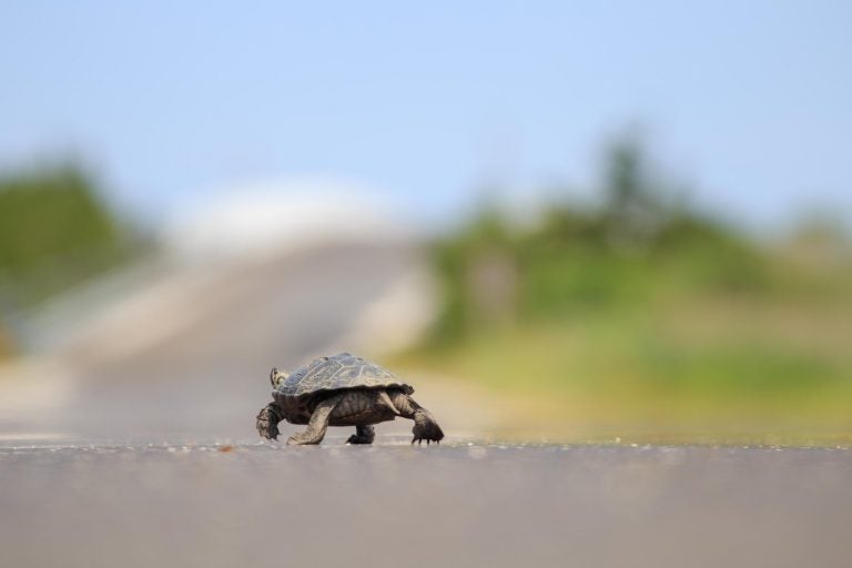 An adult female turtle crossing Great Bay Boulevard in Little Egg Harbor. (Image courtesy of Conserve Wildlife Foundation of New Jersey)