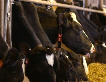 A herd of Holstein cows on dairy farm in Pennsylvania. (Bradley C. Bowe/AP Photo)