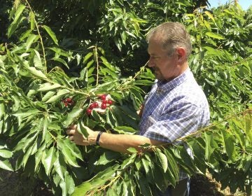Jeff Colombini looks over bing cherries in one of his orchards in Friday, June 1, 2018, in Stockton, Calif. Colombini is worried about the financial impact of retaliatory tariffs on his 1,800 acre farm, which grows and exports apples, cherries and walnuts. Mexico, Canada and the EU are threatening tariffs on a variety of US products in response to the Trump administration's tariffs on steel and aluminum imports. (AP Photo/Terry Chea)