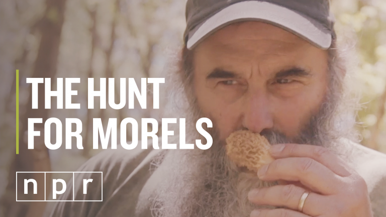 Nick Spero hunts for morel mushrooms somewhere in Maryland (NPR)