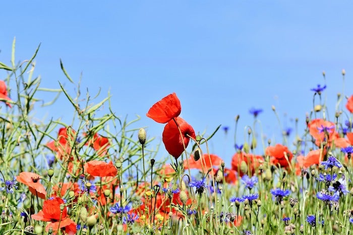 Gardening Against the Odds: High Altitude, Short Season, and No Water