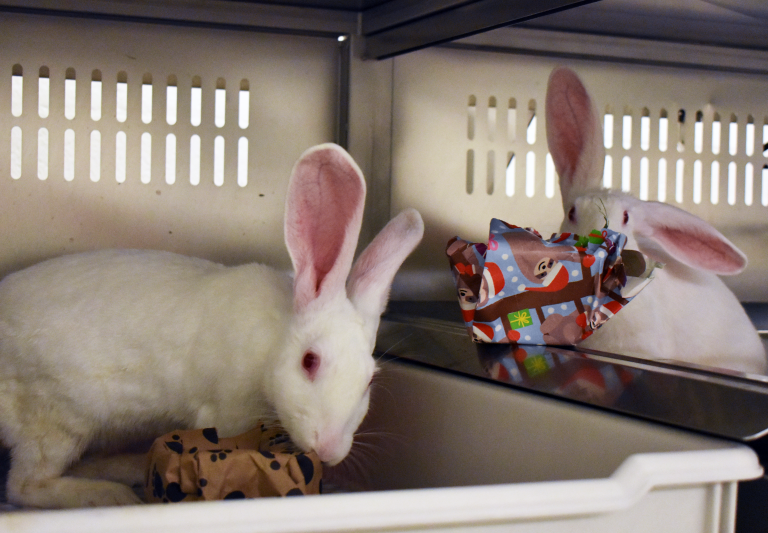 Is it important to keep lab rats happy? WHYY