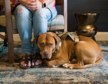 Brett Simon, president and co-founder of K9s for Warriors organization, stands with his dog Lincoln at the Association of Service Dog Providers for Military Veterans annual conference in Tyson's Corner, Va. The nonprofit bills itself as the largest provider of psychiatric service dogs for veterans. (Claire Harbage/NPR)