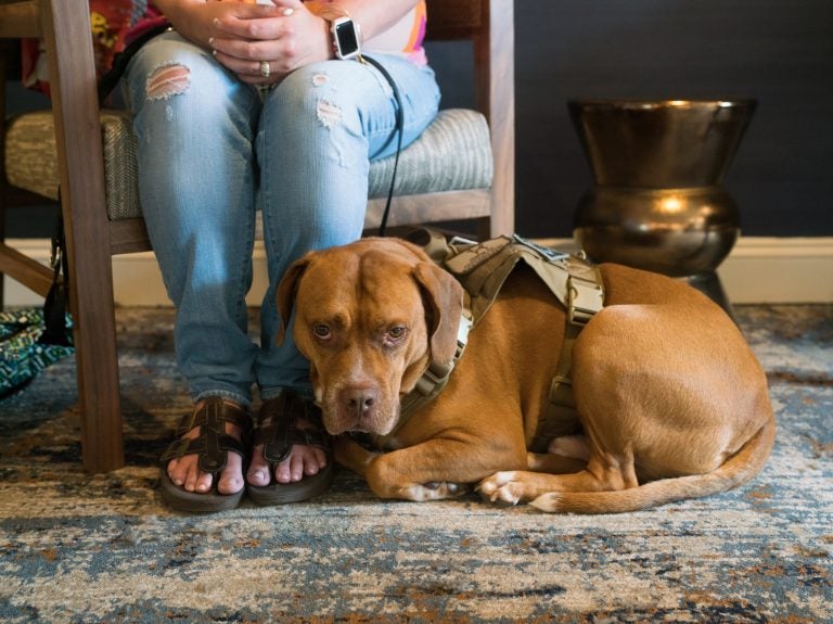 Brett Simon, president and co-founder of K9s for Warriors organization, stands with his dog Lincoln at the Association of Service Dog Providers for Military Veterans annual conference in Tyson's Corner, Va. The nonprofit bills itself as the largest provider of psychiatric service dogs for veterans. (Claire Harbage/NPR)