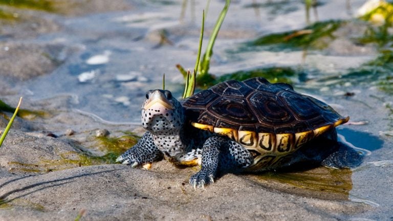 A diamondback terrapin turtle. (Big Stock)