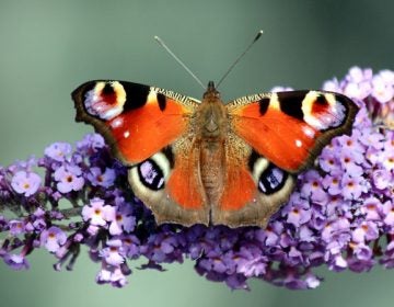 A peacock butterfly in Hurworth-on-Tees, England, in 2013. Peacock butterflies are one of the species the Big Butterfly Count is tracking, with the help of citizen volunteers. (Chris Golightly/Flickr)