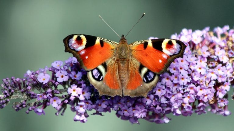 A peacock butterfly in Hurworth-on-Tees, England, in 2013. Peacock butterflies are one of the species the Big Butterfly Count is tracking, with the help of citizen volunteers. (Chris Golightly/Flickr)