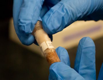 Biologist Jessy Bokvist holds a coho salmon tissue sample in a lab at the University of Calgary in Alberta, Canada. Before DNA can be analyzed, Bokvist has to isolate it from tissue samples. (courtesy of Molly Segal)