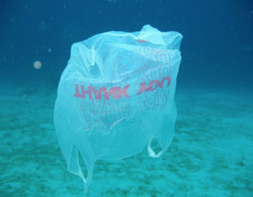 An underwater single-use plastic carryout bag.