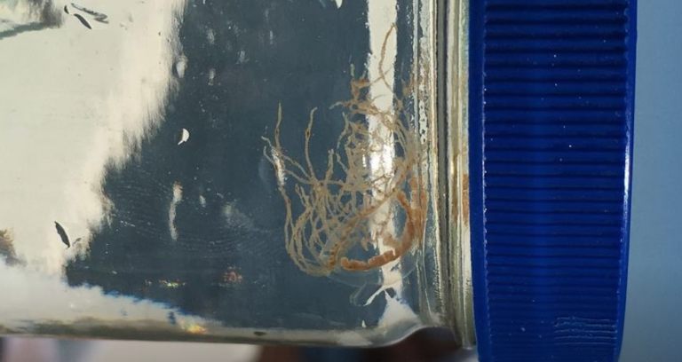 A clinging jellyfish found near Tices Shoal in the Barnegat Bay, a popular boating hangout. (Dr. Paul Bologna)