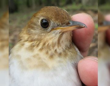 This veery songbird can predict the severity of the coming hurricane season more consistently than meteorologists, according to research published this month by Delaware State University professor Christopher Heckscher. (Courtesy DSU)