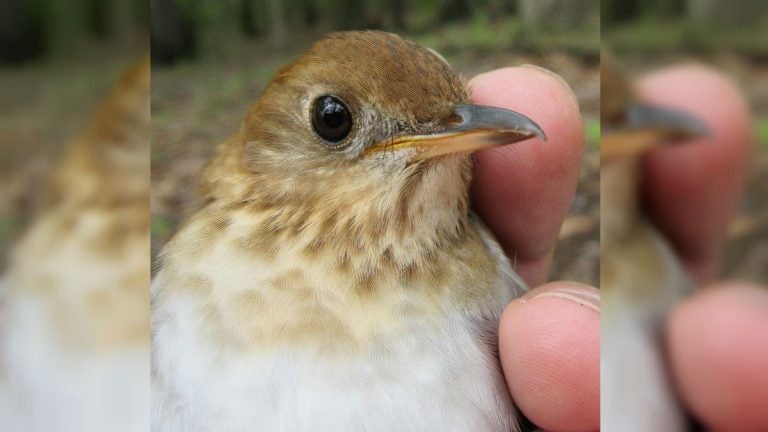 This veery songbird can predict the severity of the coming hurricane season more consistently than meteorologists, according to research published this month by Delaware State University professor Christopher Heckscher. (Courtesy DSU)