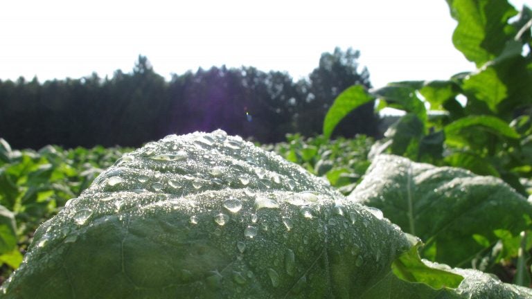 Morning dew glistens on a tobacco leaf in a field outside Rolesville, N.C. Despite a worldwide decline in production, tobacco remains North Carolina's most valuable crop. (Allen Breed/AP)