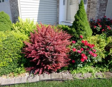 A red crimson Japanese barberry bush (Berberis thunbergii) grows in the middle of a decorative garden in front of a home  (Bigstock/Willard Losinger)