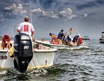 American Littoral Society image. 