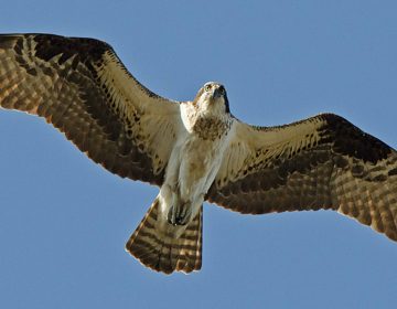 The osprey population has grown in part because of a decline in contaminants in the Delaware estuary. (Photo/U.S. Fish & Wildlife Service)