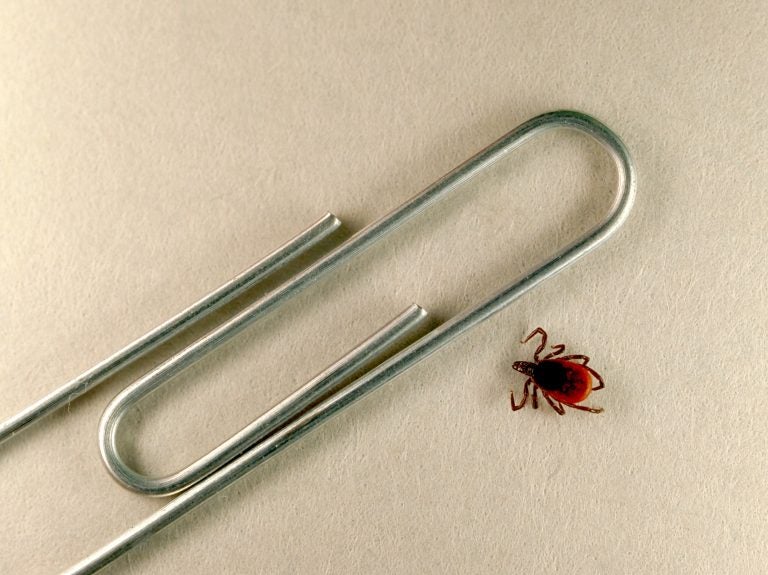 A blacklegged tick like this one can be hard to spot. (Scott Camazine/Science Source)